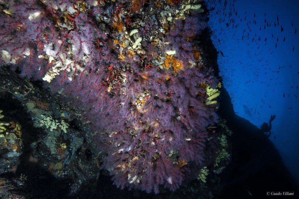 AMP Parco di Nettuno- Alcune colonie di Corallo Corallium rubrum
