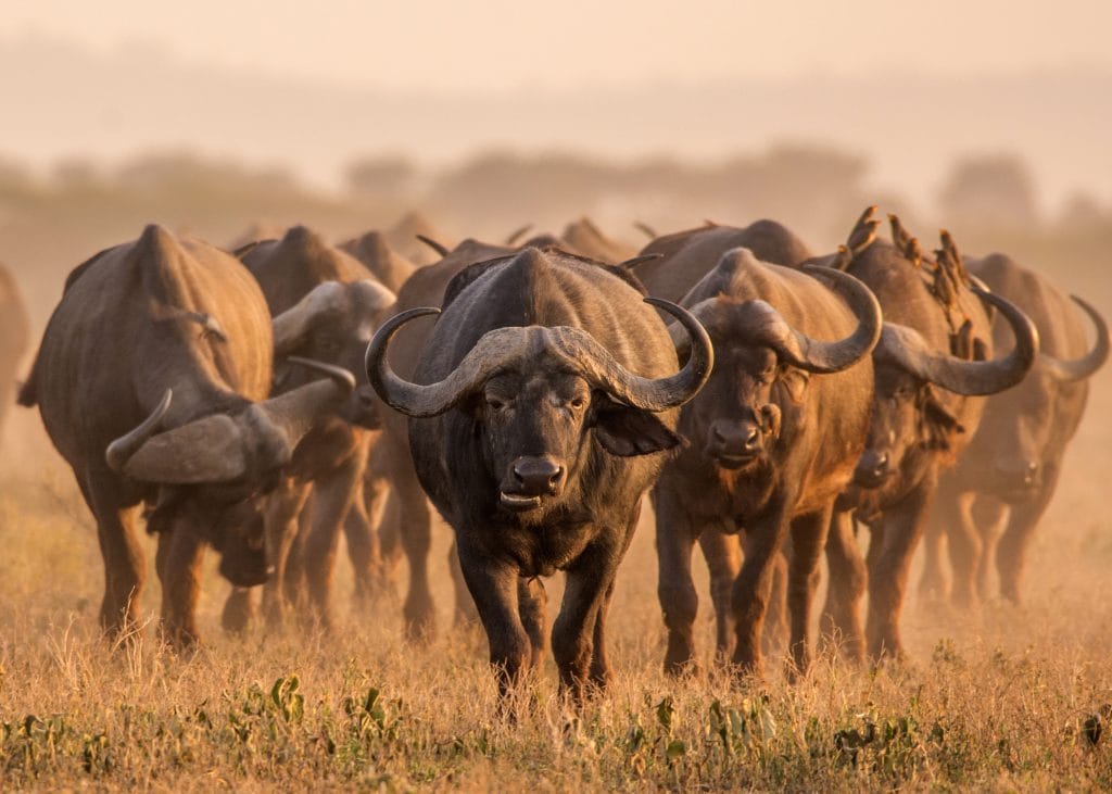 cape buffalo