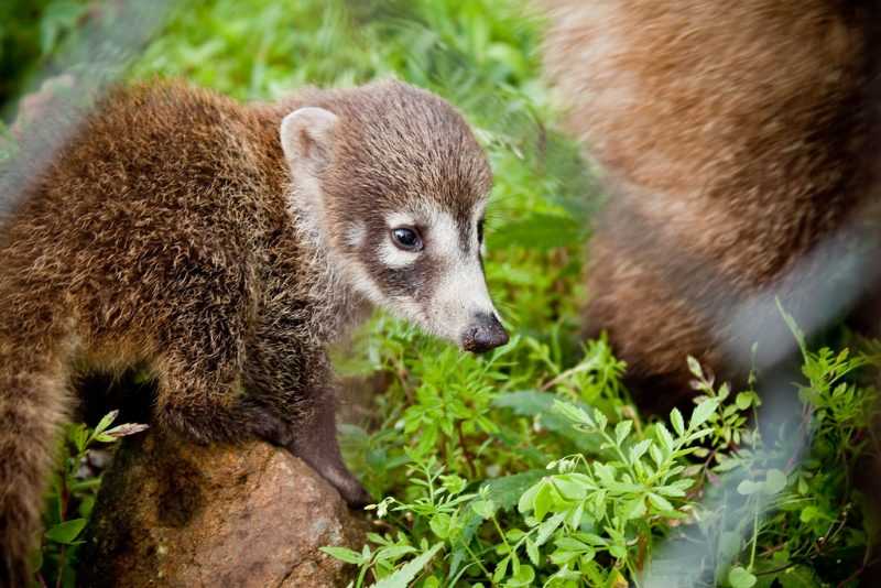 animali messico