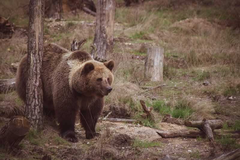 orso bruno messicano