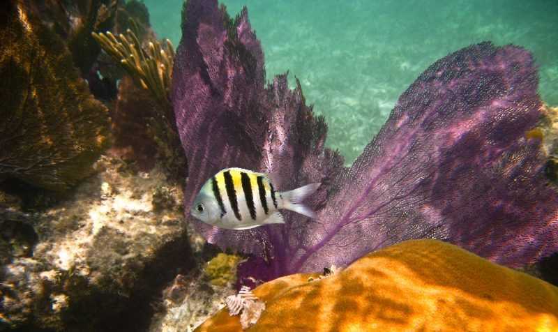 snorkeling cancun