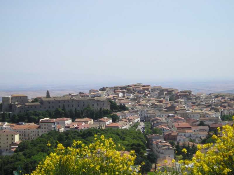 vista bovino