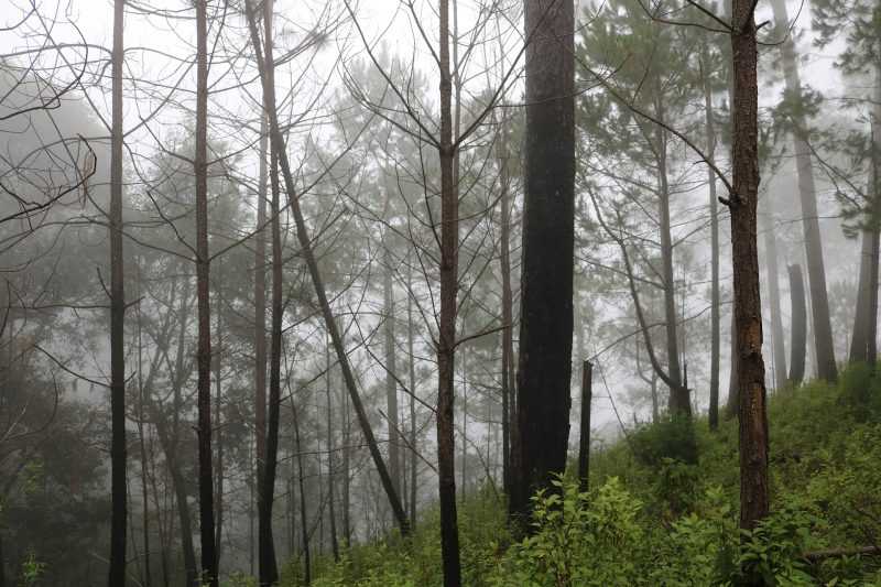 bosco zirahuen messico michoacan