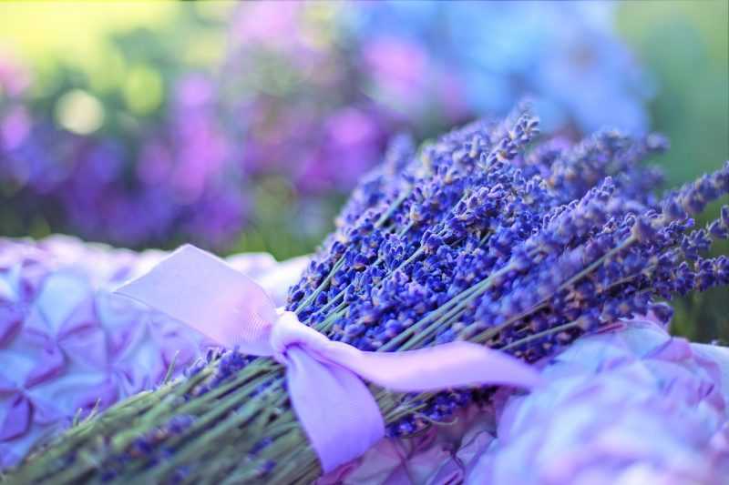 lavanda corredo