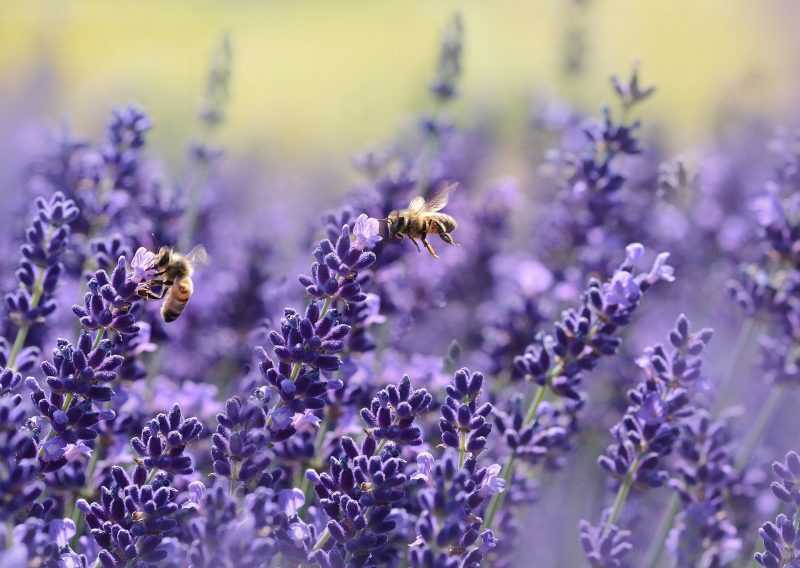 lavanda liguria