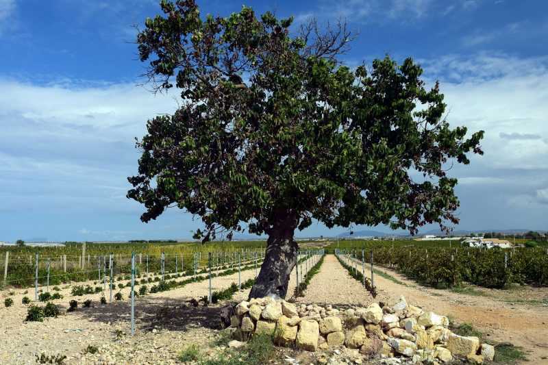 sicilia vigne