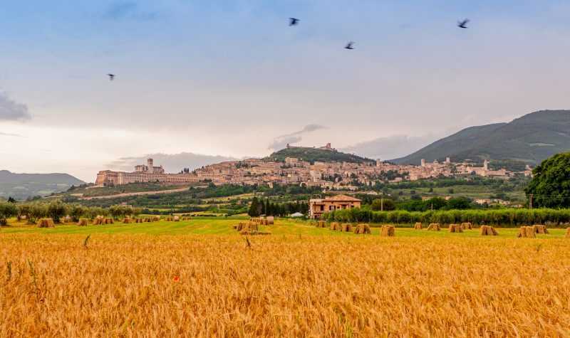 assisi