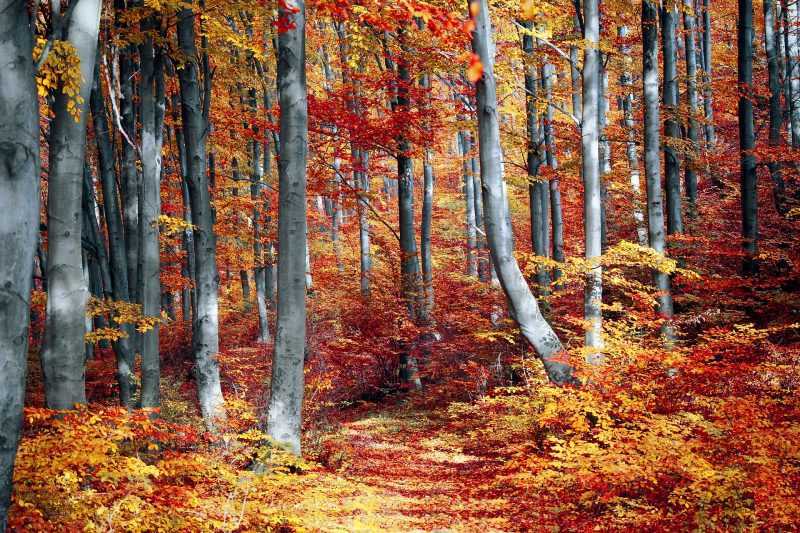 foliage abruzzo