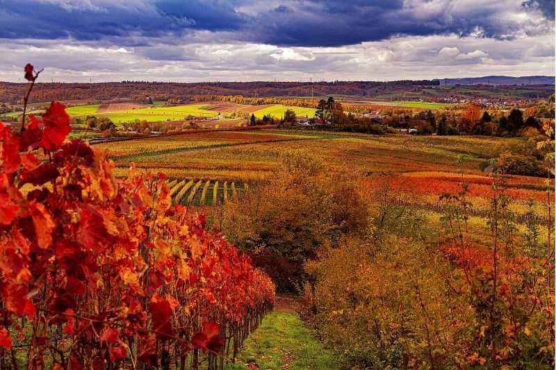 foliage toscana