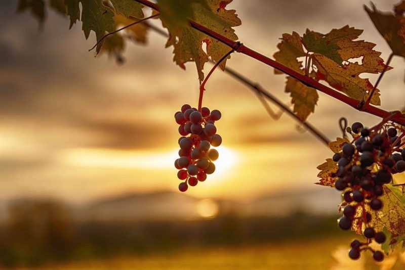 foliage toscana