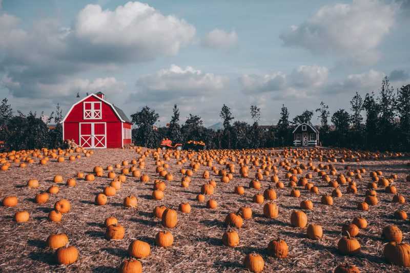 Pumpkin Patch 