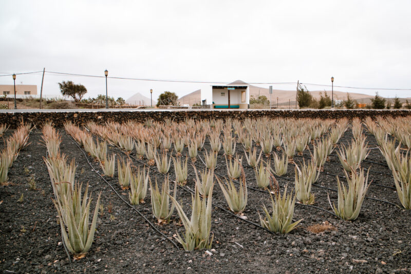 Aloe terapia