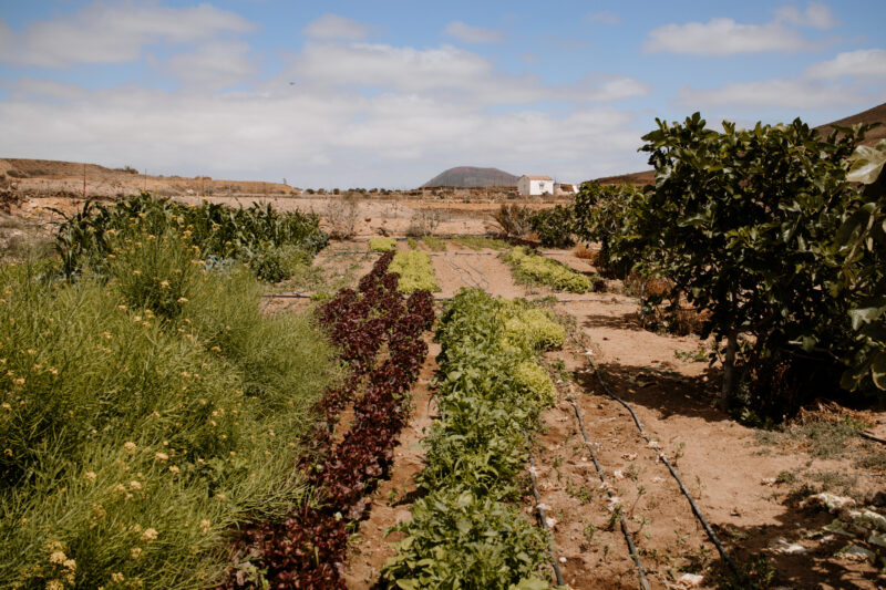 azienda agricola