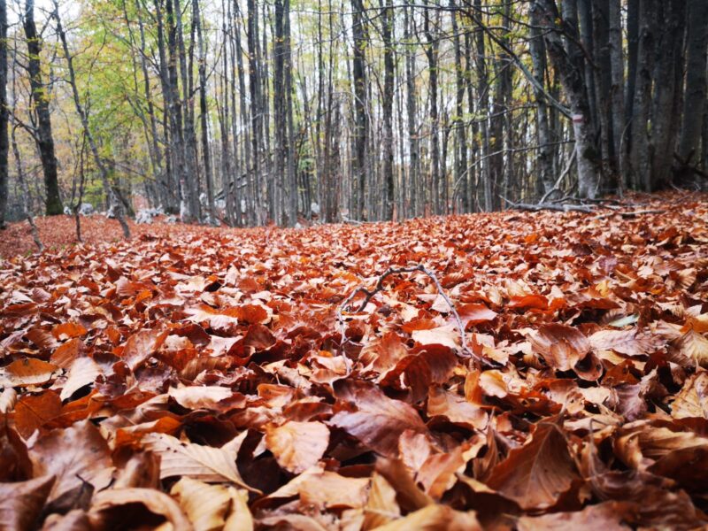 Foliage campania 